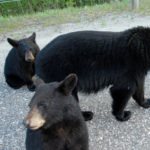 3 bears, Armstrong Northwestern Ontario